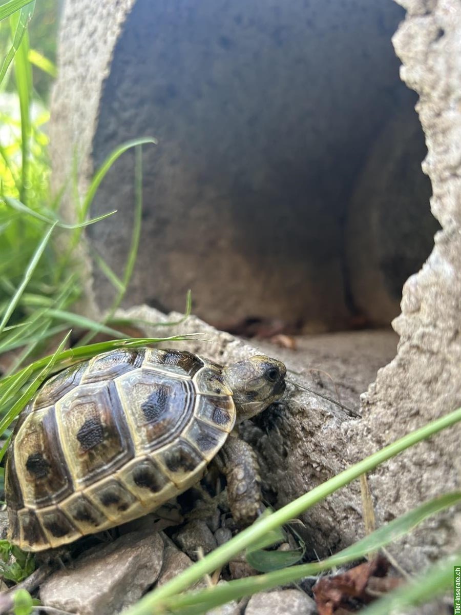 Bild 5: Junge maurische Schildkröten🐢 Nachzucht