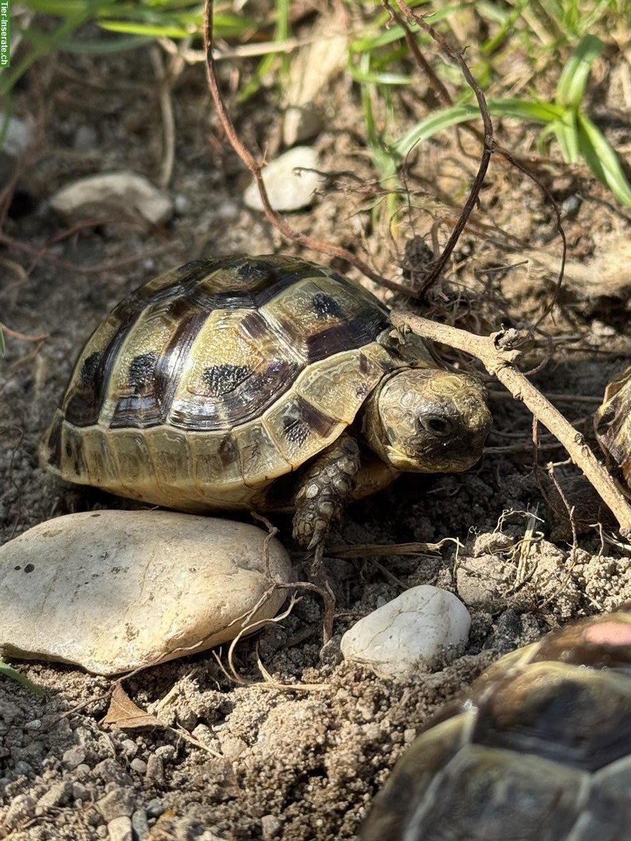 Bild 6: Junge maurische Schildkröten🐢 Nachzucht