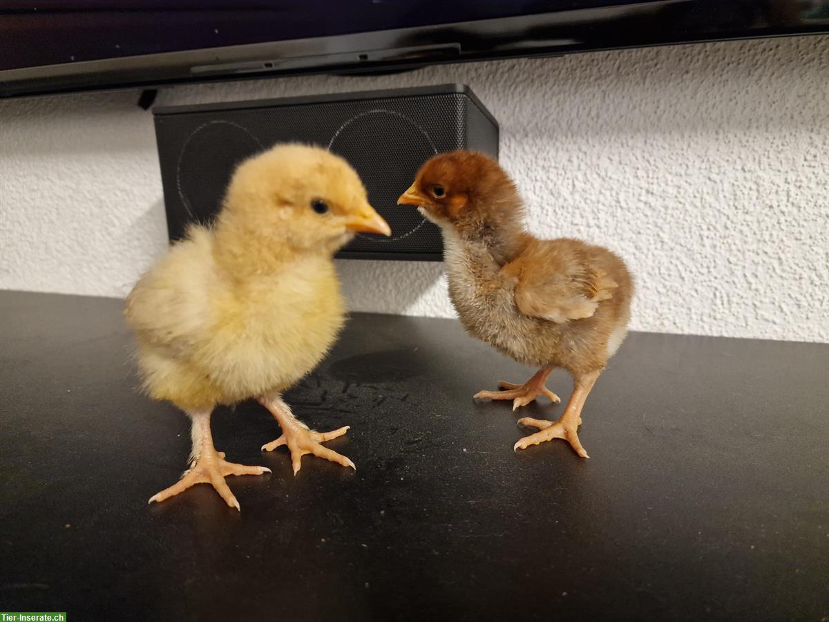 2 Orpington Küken grossrasse abzugeben