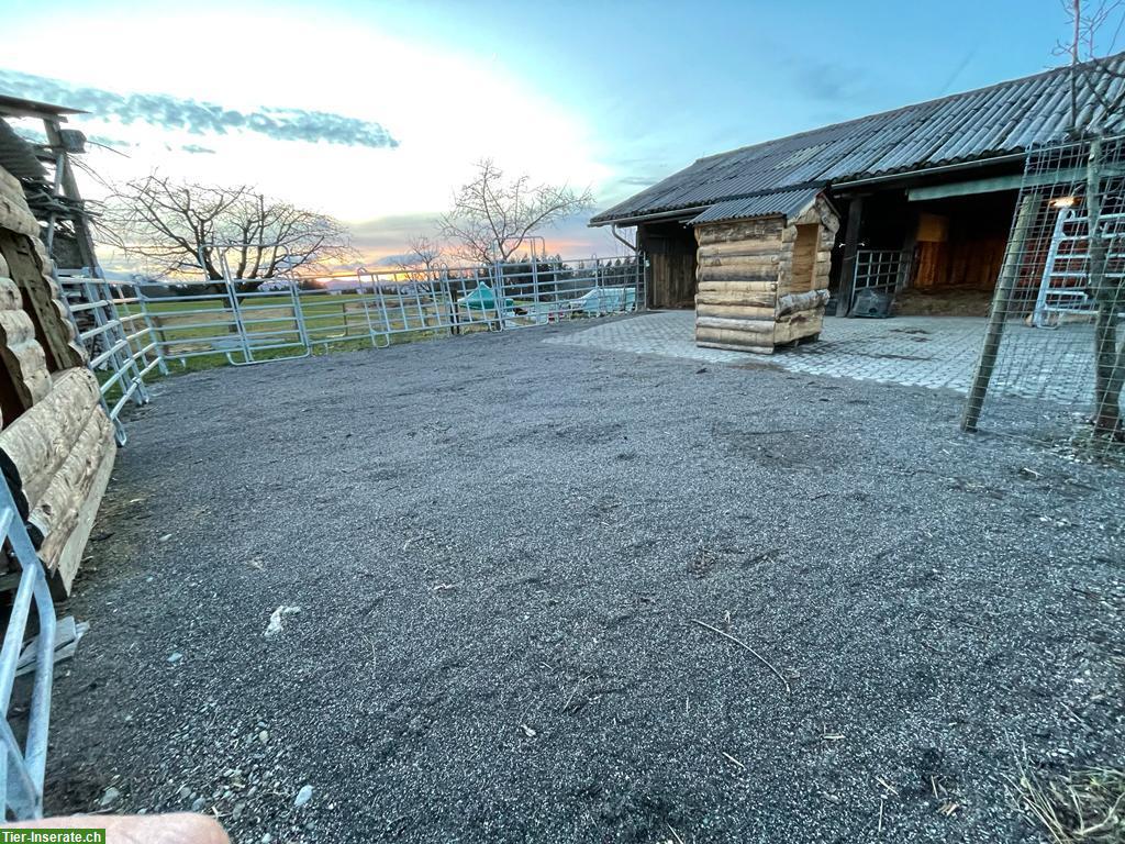 Offenstallplatz frei für Isländer in Waldkirch SG