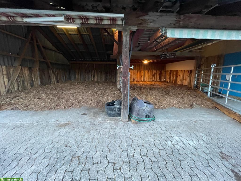 Bild 4: Offenstallplatz frei für Isländer in Waldkirch SG