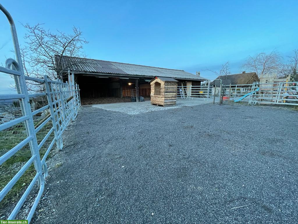 Bild 6: Offenstallplatz frei für Isländer in Waldkirch SG