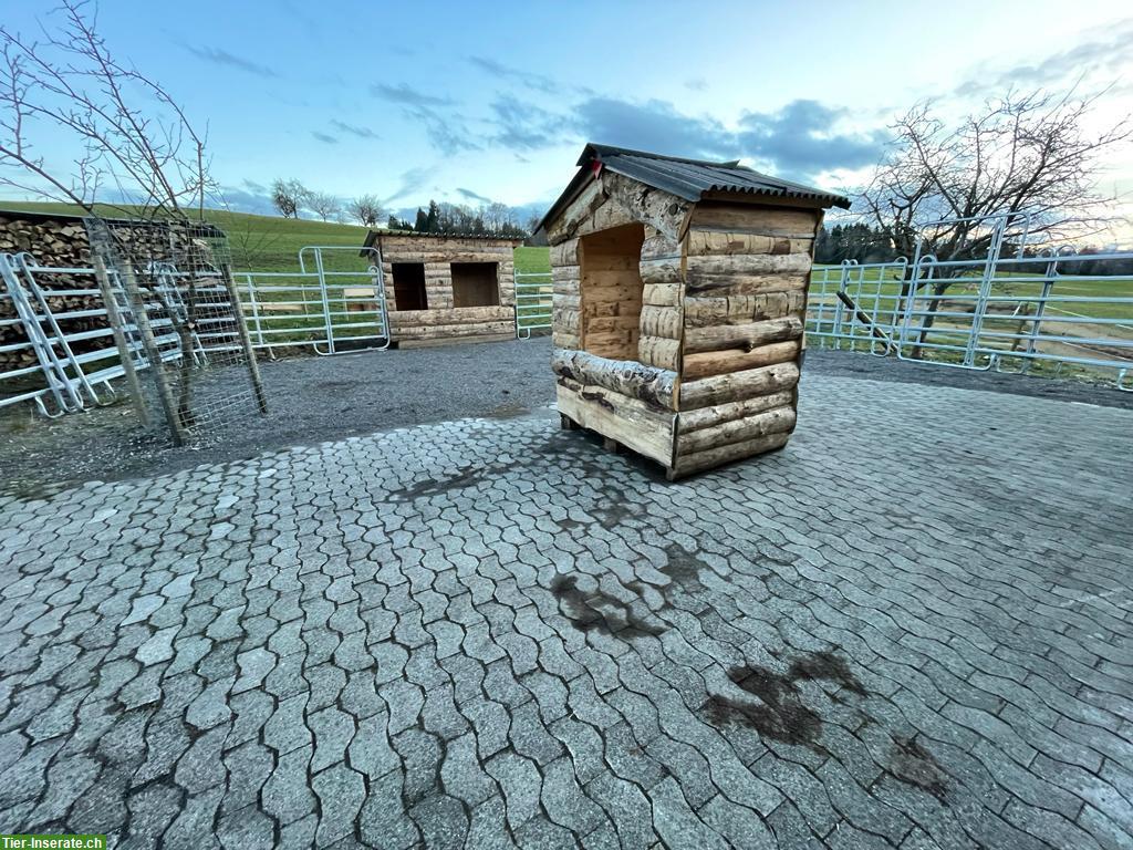 Bild 7: Offenstallplatz frei für Isländer in Waldkirch SG