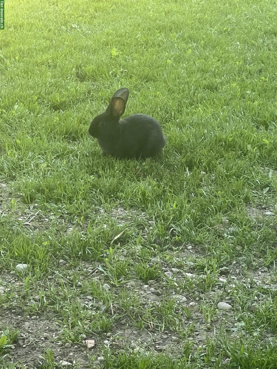 Bild 2: Kaninchen zum abgeben, 1 Weibchen und 3 Männchen