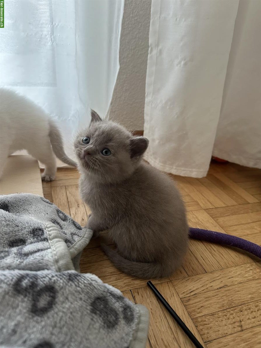 Wunderschöne BKH Kitten Lilac zu verkaufen