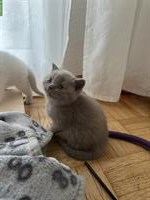 Wunderschöne BKH Kitten Lilac zu verkaufen