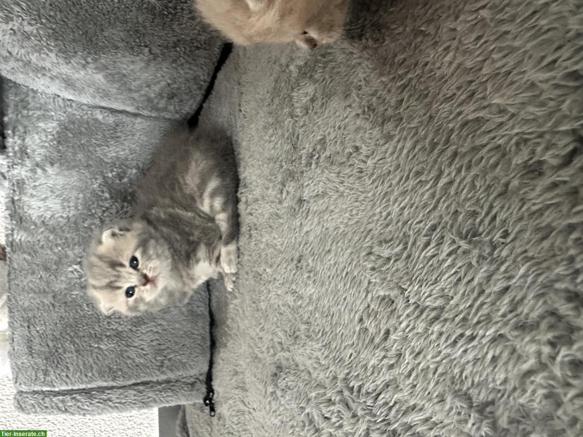 Bild 2: Wunderschöne BKH Kitten Lilac zu verkaufen