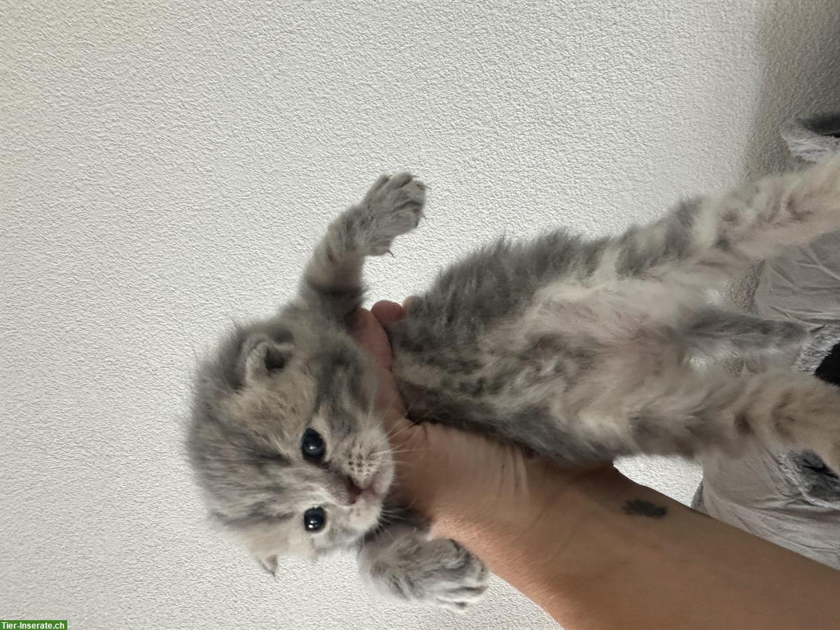 Bild 3: Wunderschöne BKH Kitten Lilac zu verkaufen