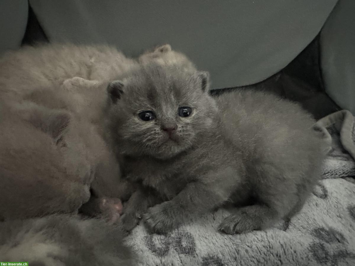 Bild 4: Wunderschöne BKH Kitten Lilac zu verkaufen