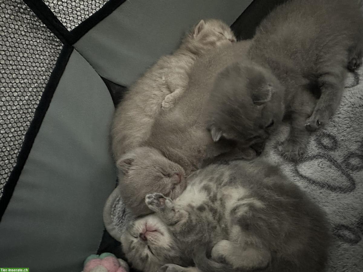 Bild 5: Wunderschöne BKH Kitten Lilac zu verkaufen
