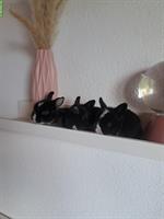 Baby Zwerghäsli suchen ihr Traum zuhause