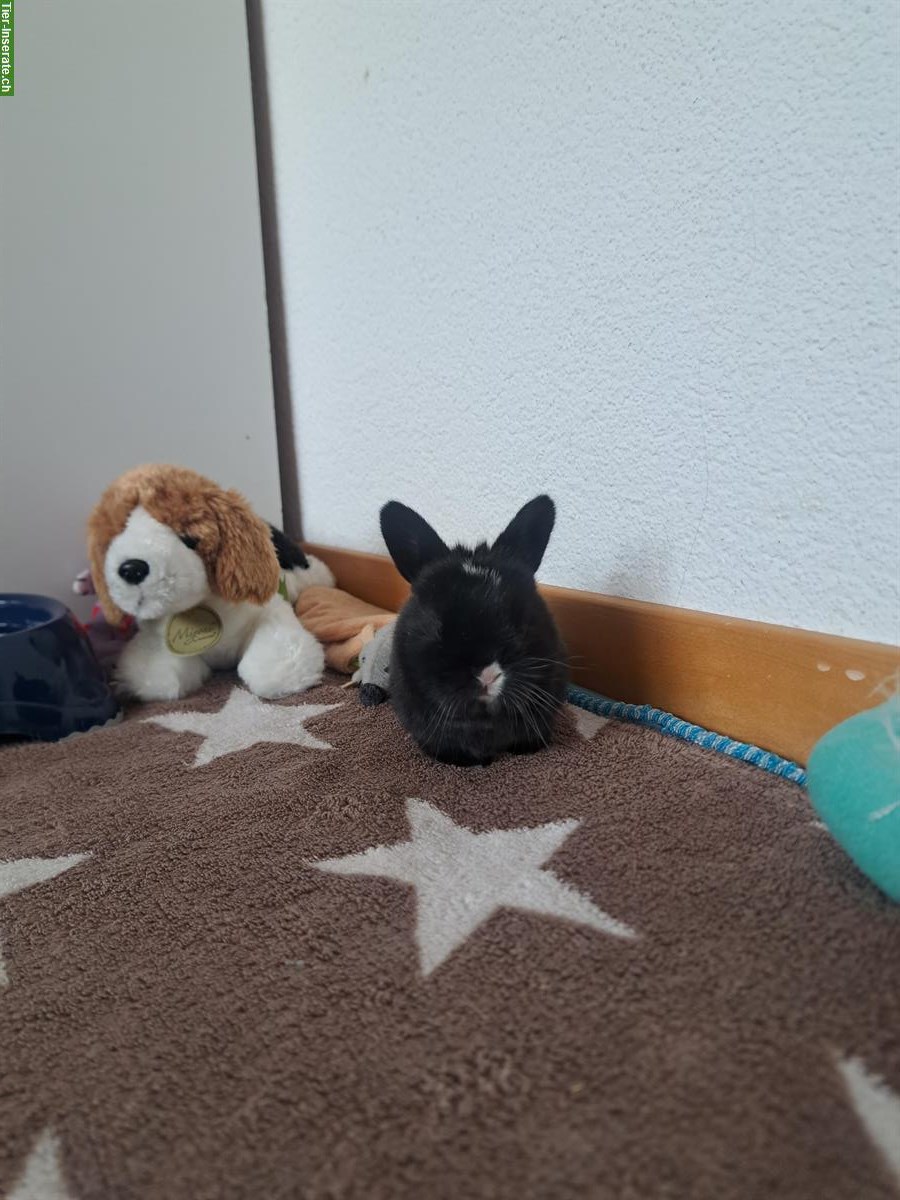 Bild 2: Baby Zwerghäsli suchen ihr Traum zuhause