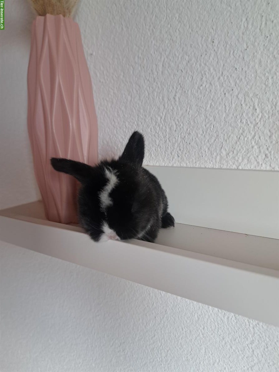 Bild 3: Baby Zwerghäsli suchen ihr Traum zuhause