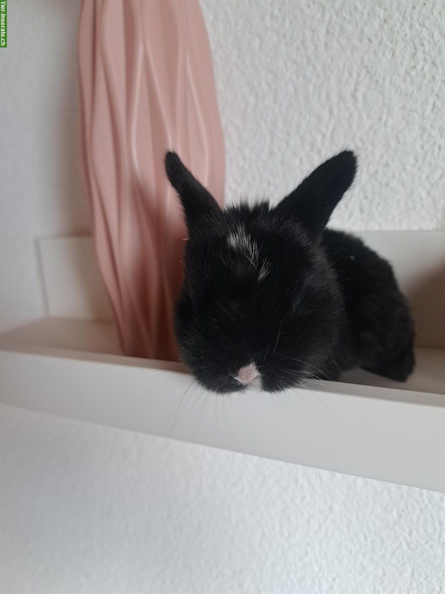 Bild 4: Baby Zwerghäsli suchen ihr Traum zuhause