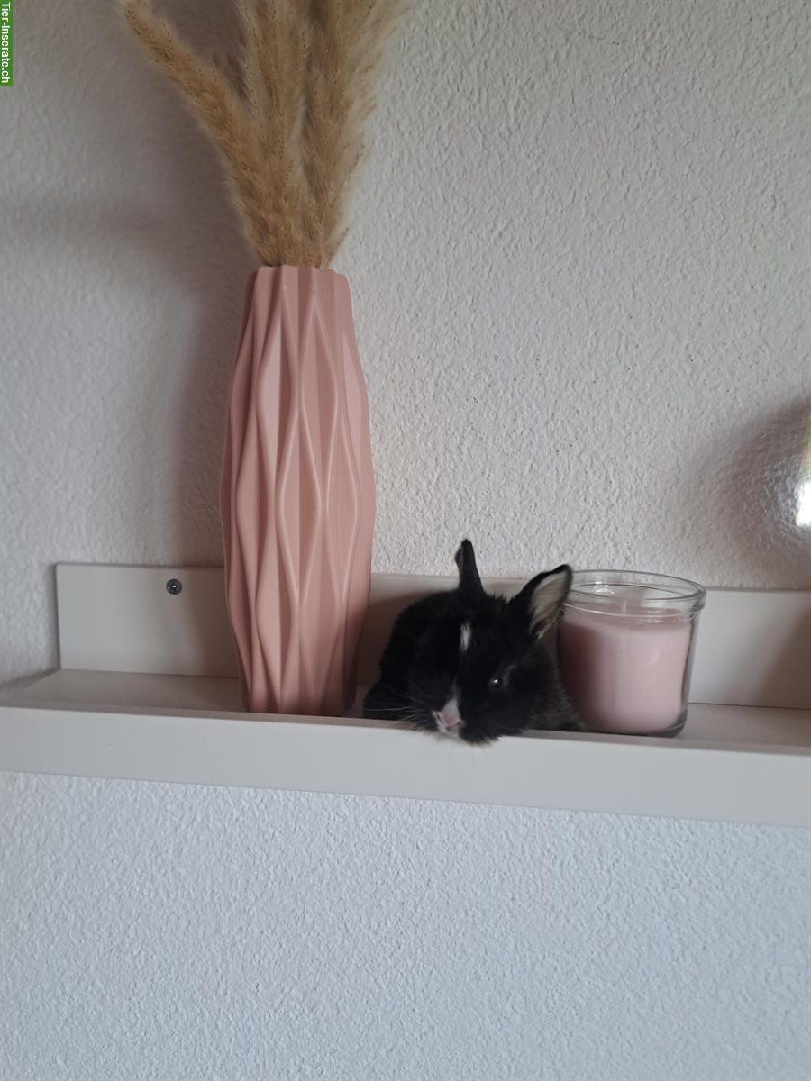 Bild 5: Baby Zwerghäsli suchen ihr Traum zuhause