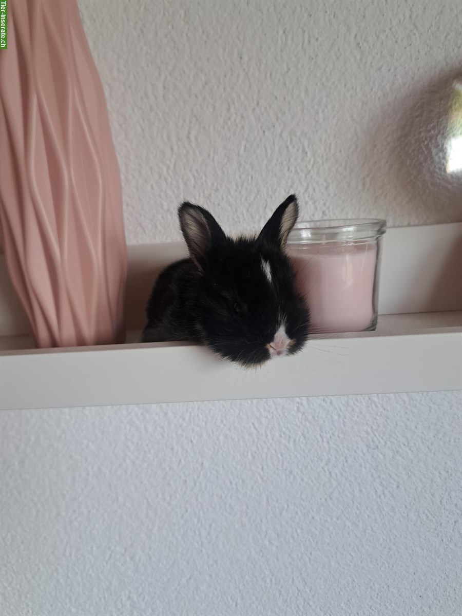 Bild 6: Baby Zwerghäsli suchen ihr Traum zuhause