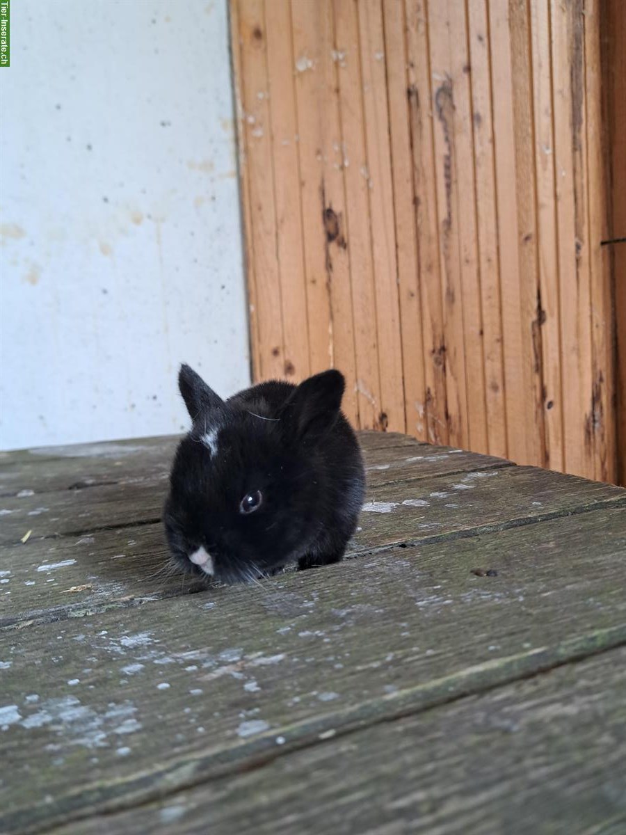 Bild 8: Baby Zwerghäsli suchen ihr Traum zuhause