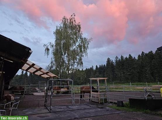 Bild 7: 2 Offenstallplätze in Teilselbstversorgung in 6020 Emmenbrücke