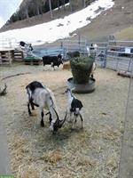 Dringend (per sofort) Stall gesucht für meine Ziegen