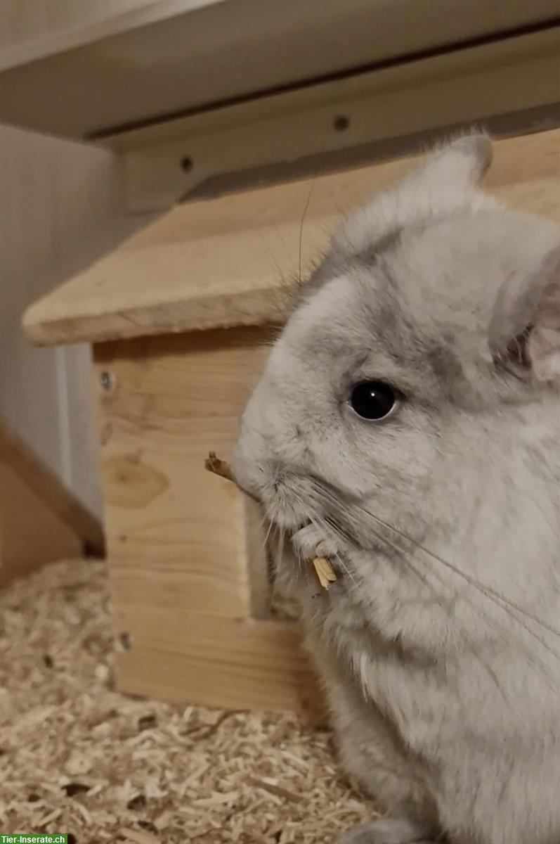 2 zutrauliche Angora Chinchilla Schwestern suchen ein Zuhause