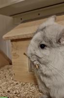 2 zutrauliche Angora Chinchilla Schwestern suchen ein Zuhause