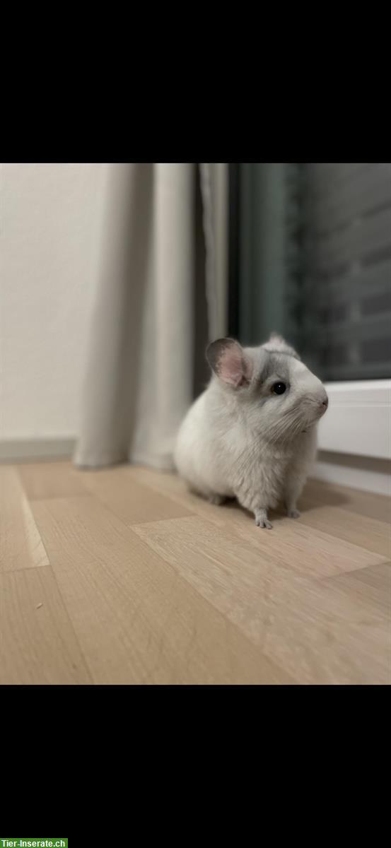 Bild 2: 2 zutrauliche Angora Chinchilla Schwestern suchen ein Zuhause