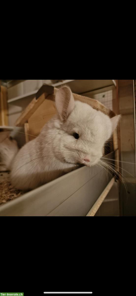 Bild 3: 2 zutrauliche Angora Chinchilla Schwestern suchen ein Zuhause