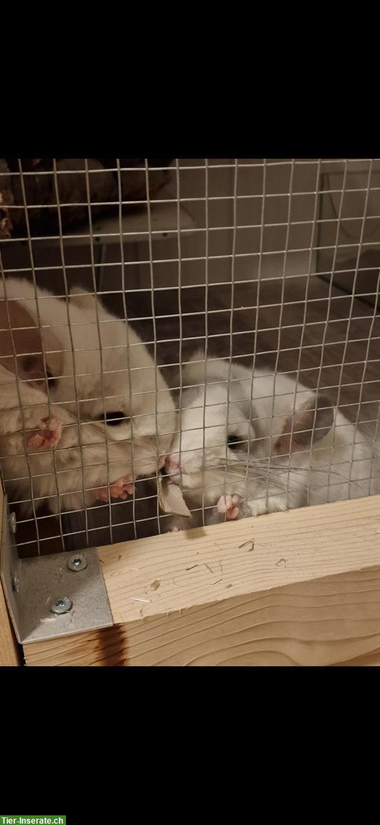 Bild 4: 2 zutrauliche Angora Chinchilla Schwestern suchen ein Zuhause