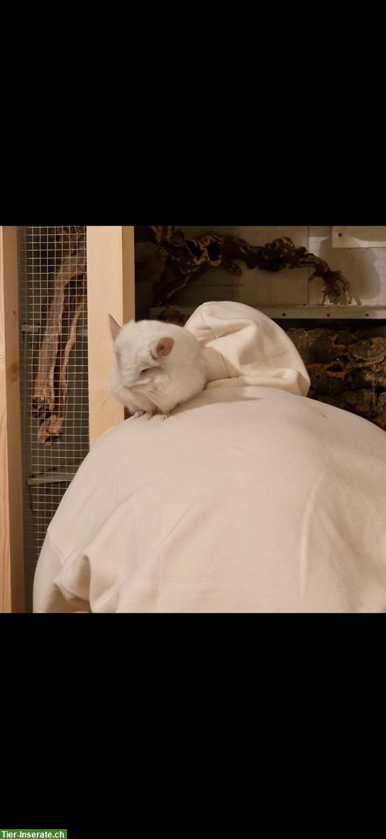 Bild 5: 2 zutrauliche Angora Chinchilla Schwestern suchen ein Zuhause