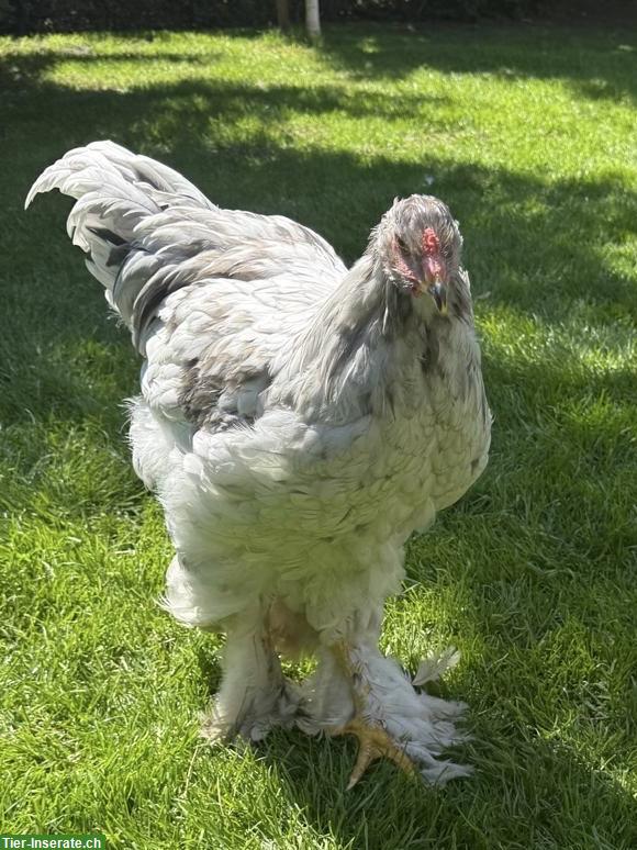 Grosser Brahma Hahn in weiss-silbern
