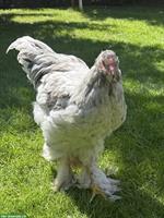 Grosser Brahma Hahn in weiss-silbern