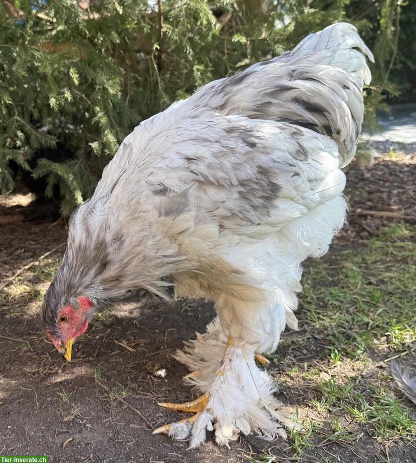 Bild 2: Grosser Brahma Hahn in weiss-silbern