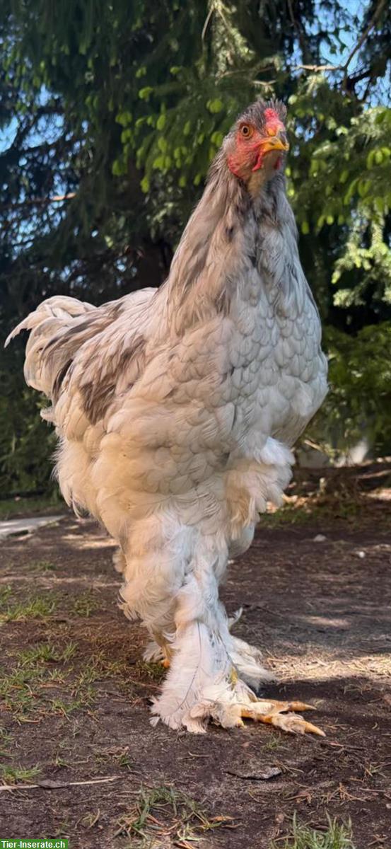 Bild 3: Grosser Brahma Hahn in weiss-silbern