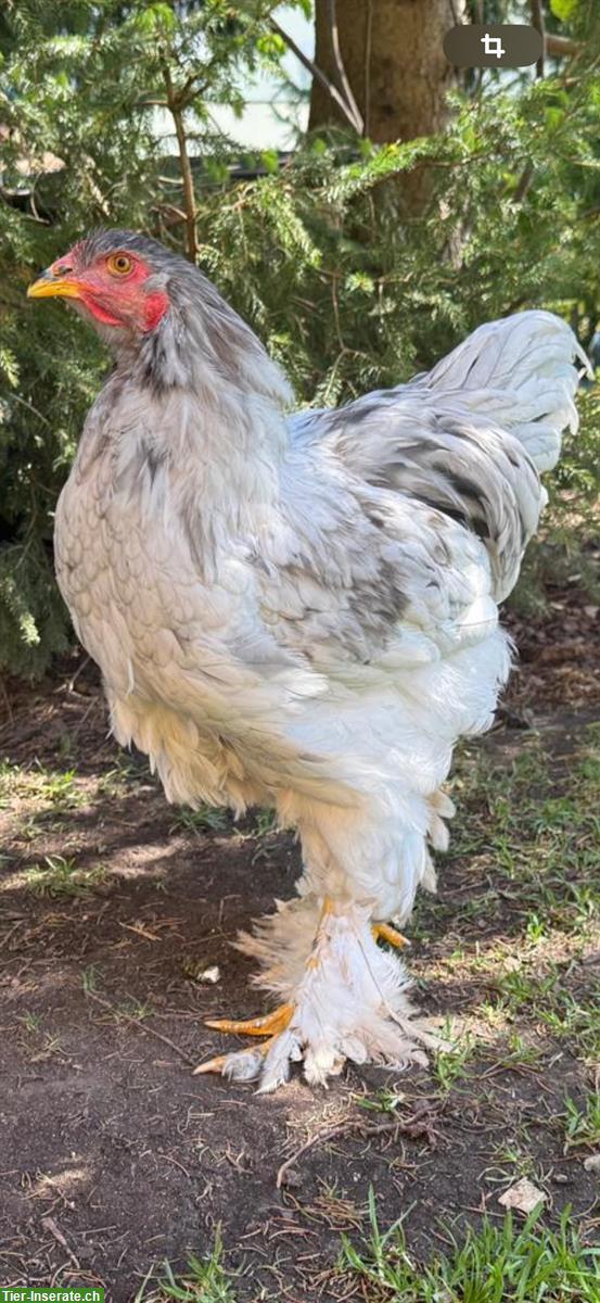 Bild 4: Grosser Brahma Hahn in weiss-silbern
