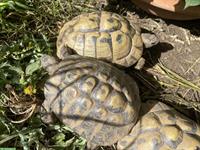 1.1 Testudo hermanni boettgeri, Schildkröten Paar