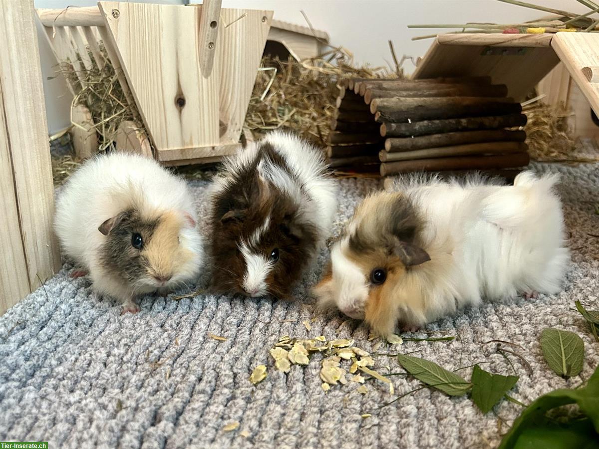 3 Meerschweinchen (Frühkastraten) suchen schönes Zuhause