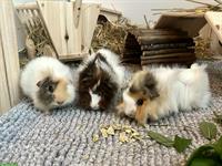 3 Meerschweinchen (Frühkastraten) suchen schönes Zuhause