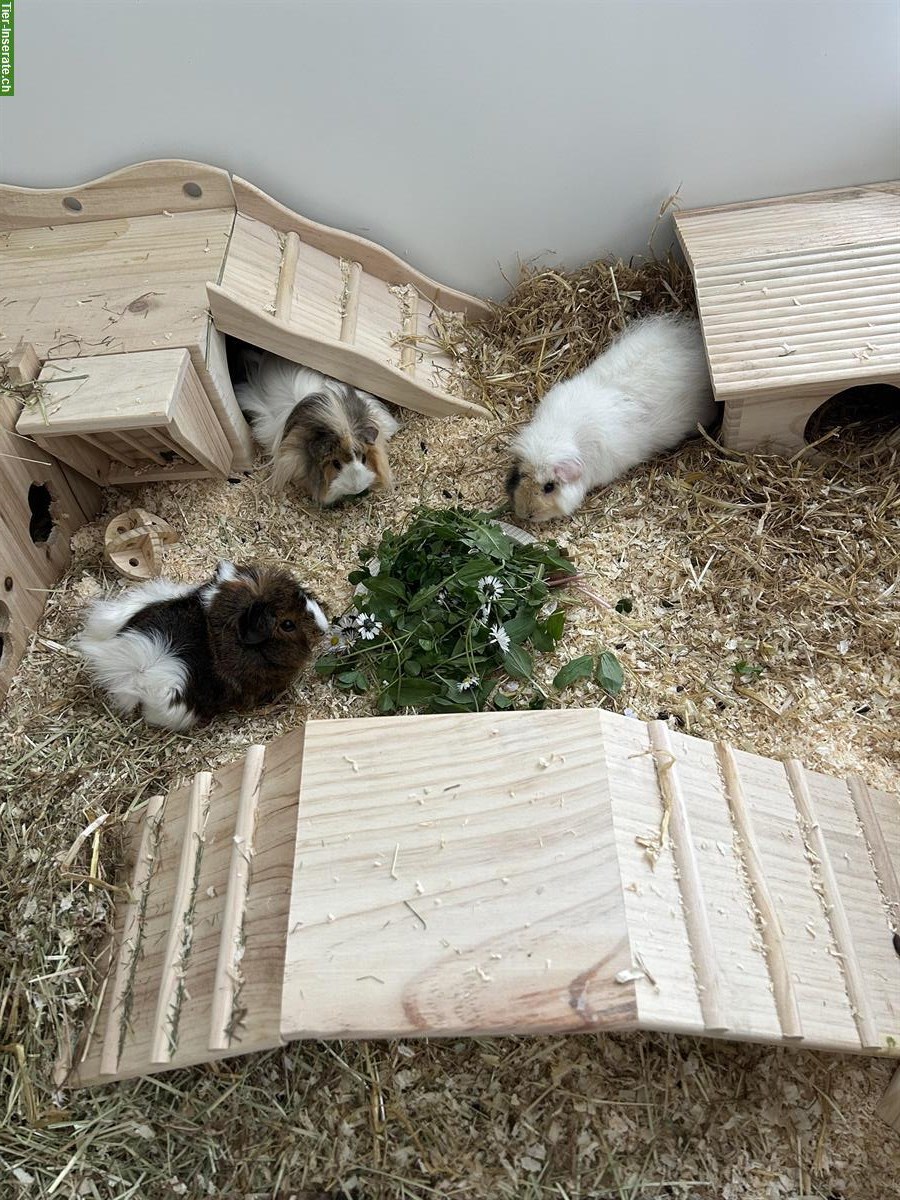 Bild 2: 3 Meerschweinchen (Frühkastraten) suchen schönes Zuhause