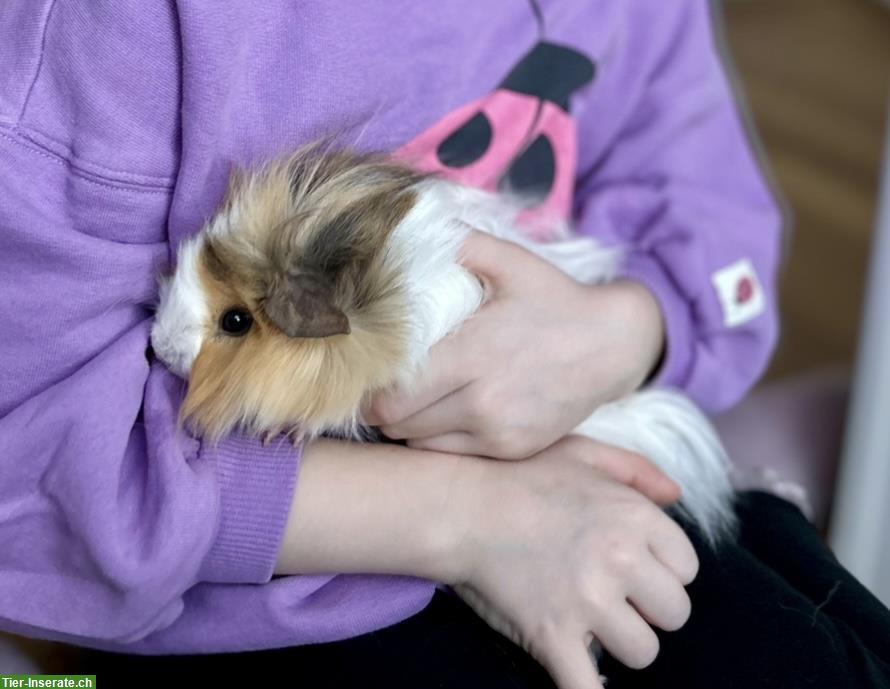 Bild 3: 3 Meerschweinchen (Frühkastraten) suchen schönes Zuhause