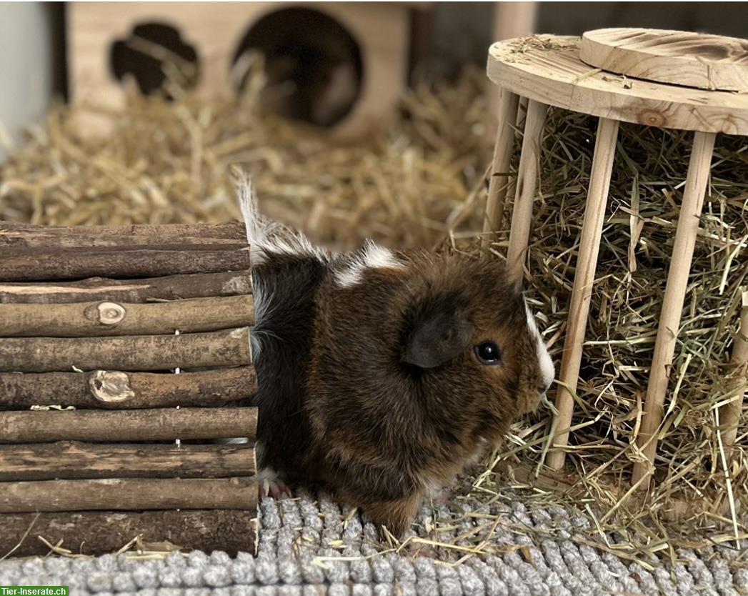 Bild 4: 3 Meerschweinchen (Frühkastraten) suchen schönes Zuhause