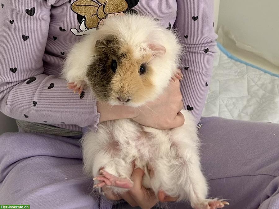 Bild 5: 3 Meerschweinchen (Frühkastraten) suchen schönes Zuhause