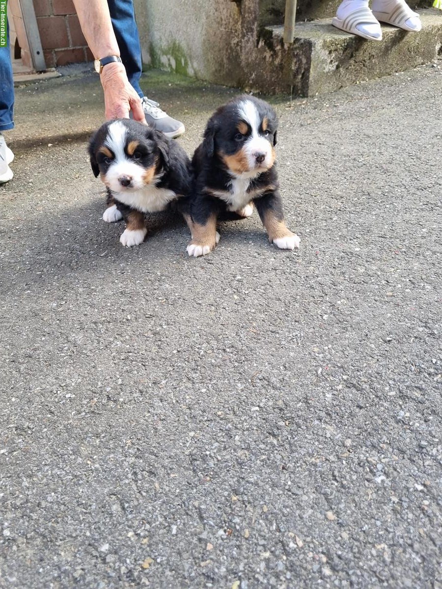 Berner Sennenhunde Welpen, männlich & weiblich