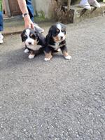 Berner Sennenhunde Welpen, männlich & weiblich