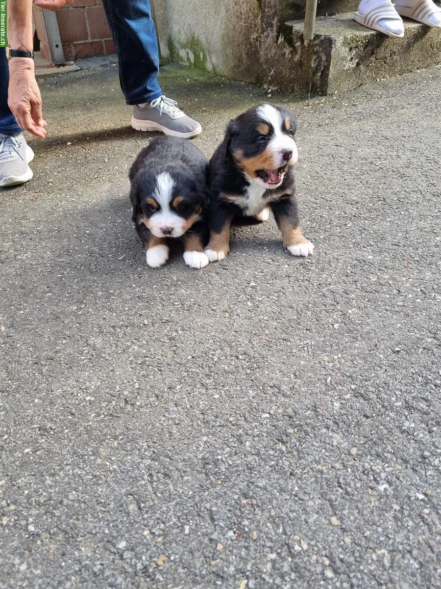 Bild 2: Berner Sennenhunde Welpen, männlich & weiblich