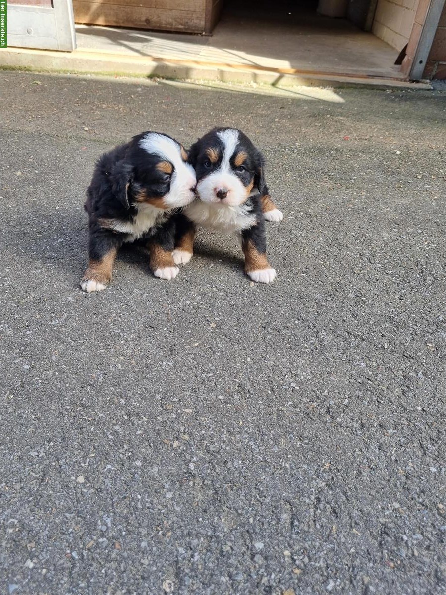 Bild 3: Berner Sennenhunde Welpen, männlich & weiblich