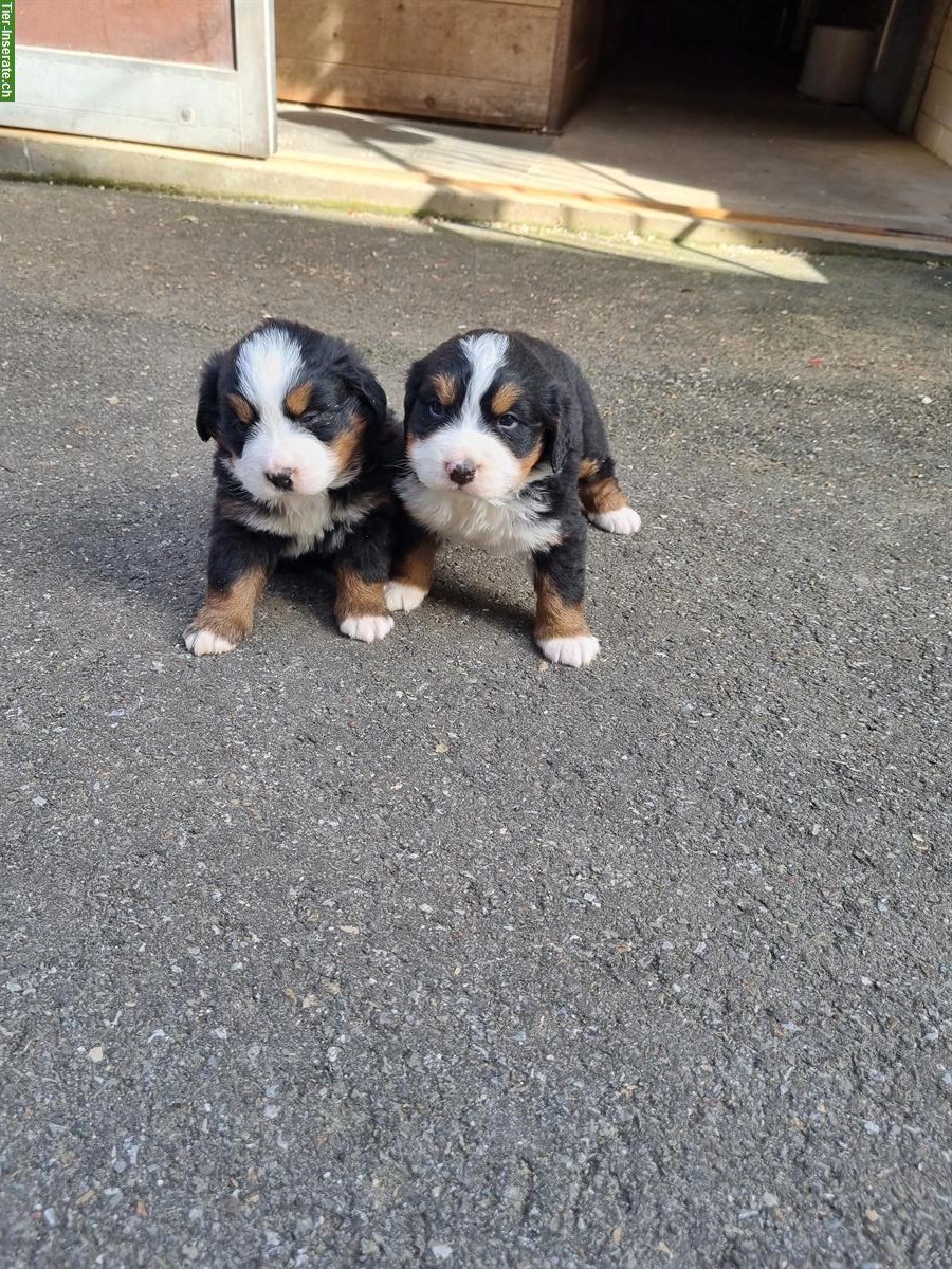 Bild 4: Berner Sennenhunde Welpen, männlich & weiblich