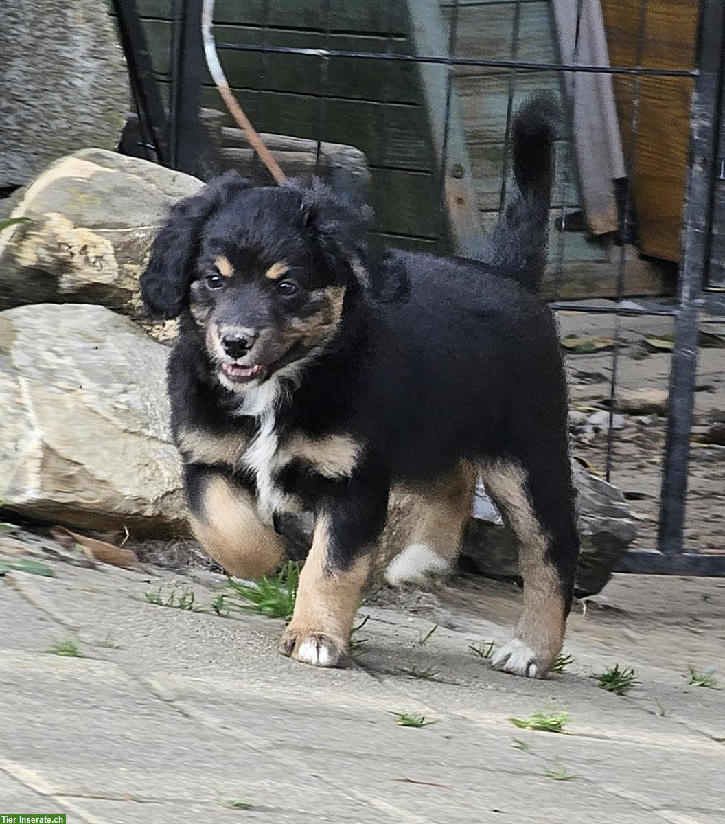 Mini Aussiedoodle x Bichon Frisé Welpen zu verkaufen
