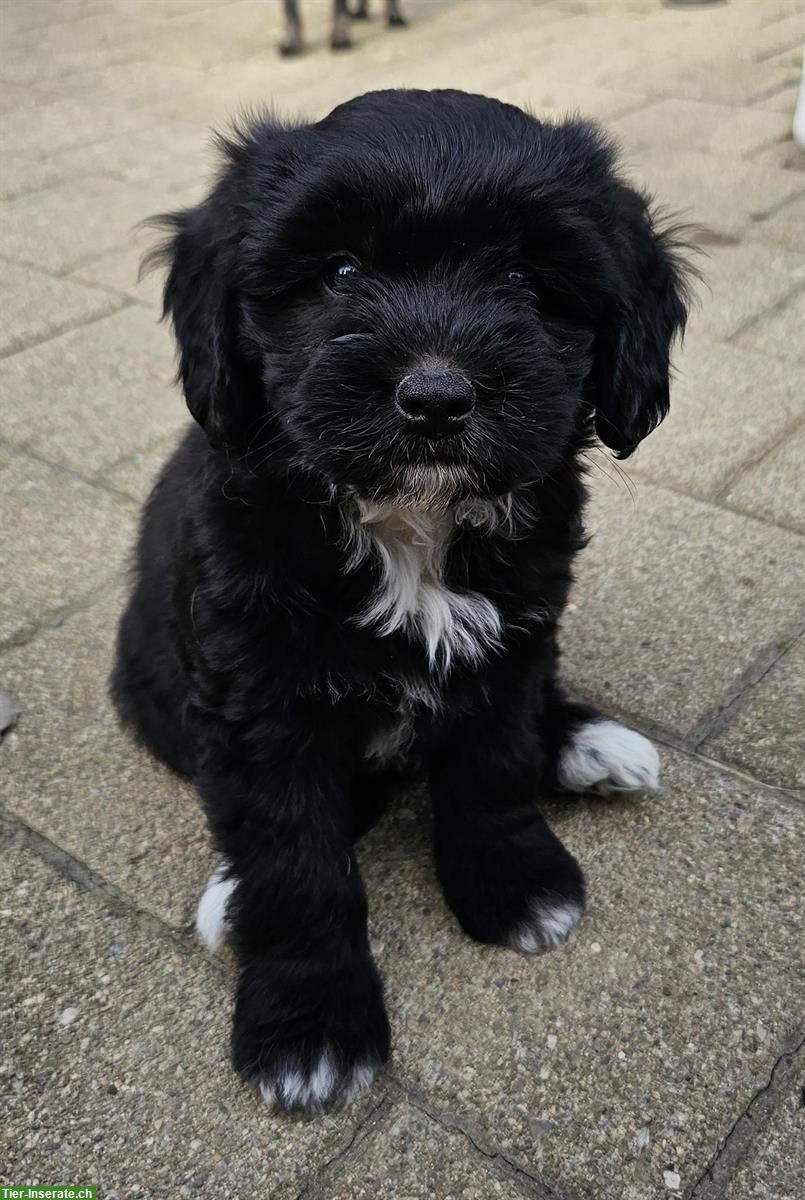 Bild 4: Mini Aussiedoodle x Bichon Frisé Welpen zu verkaufen