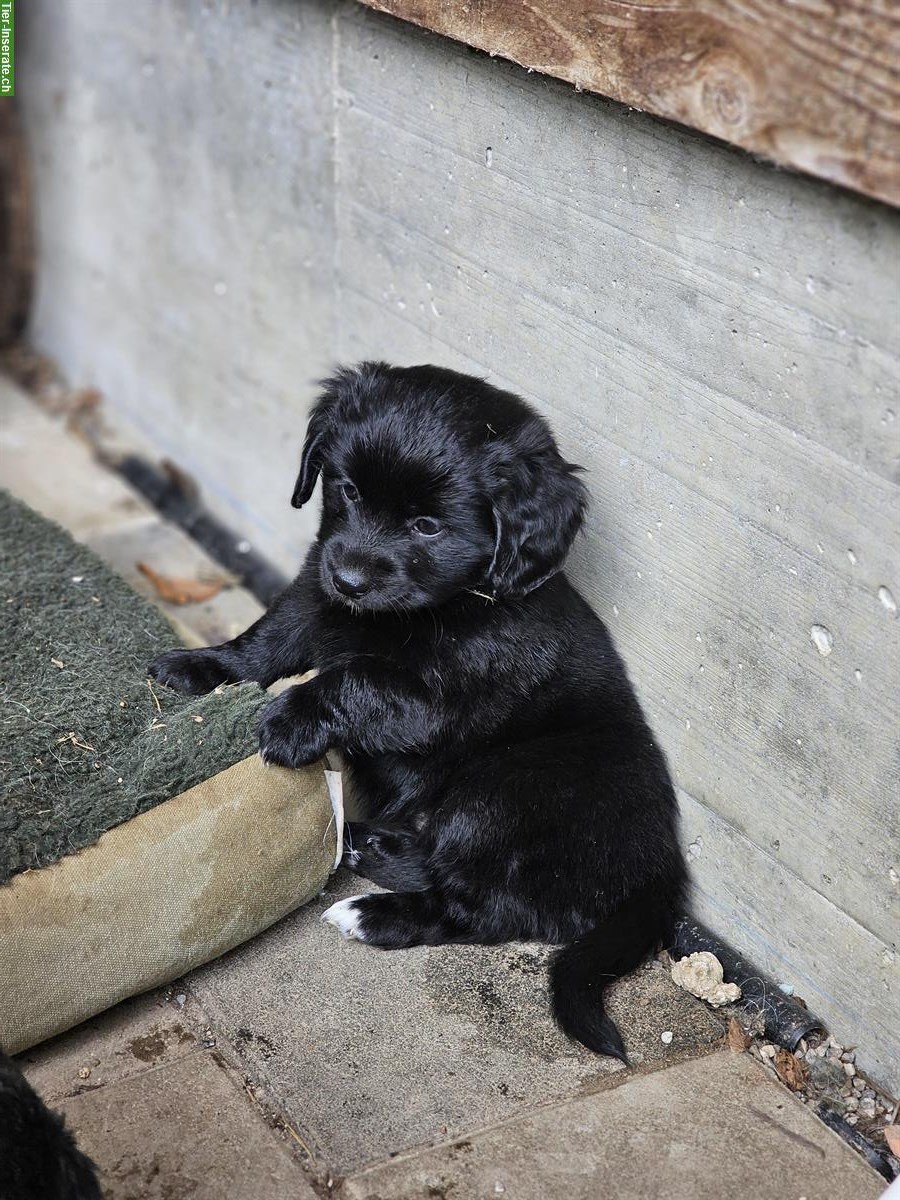 Bild 5: Mini Aussiedoodle x Bichon Frisé Welpen zu verkaufen