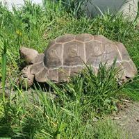 Braune Landschildkröten Paar, Manouria emys